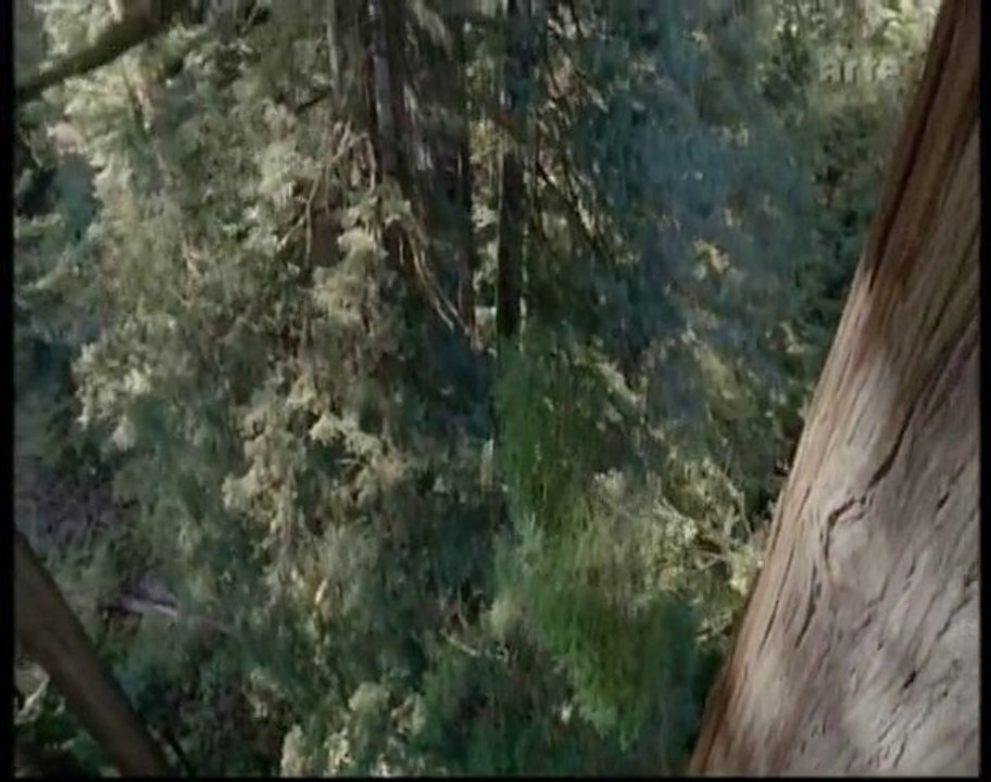 Les Séquoias II - Planète terre - Les saisons en forêt