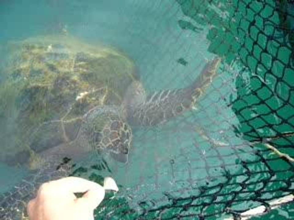 Mike et la tortue