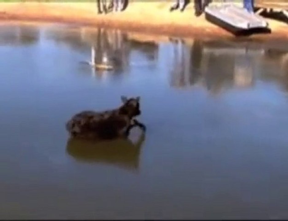 Calf Curling (South Park)