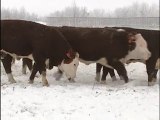 2011 - H-2s - M.C. Quantock Canada's Bulls - (Hereford ...