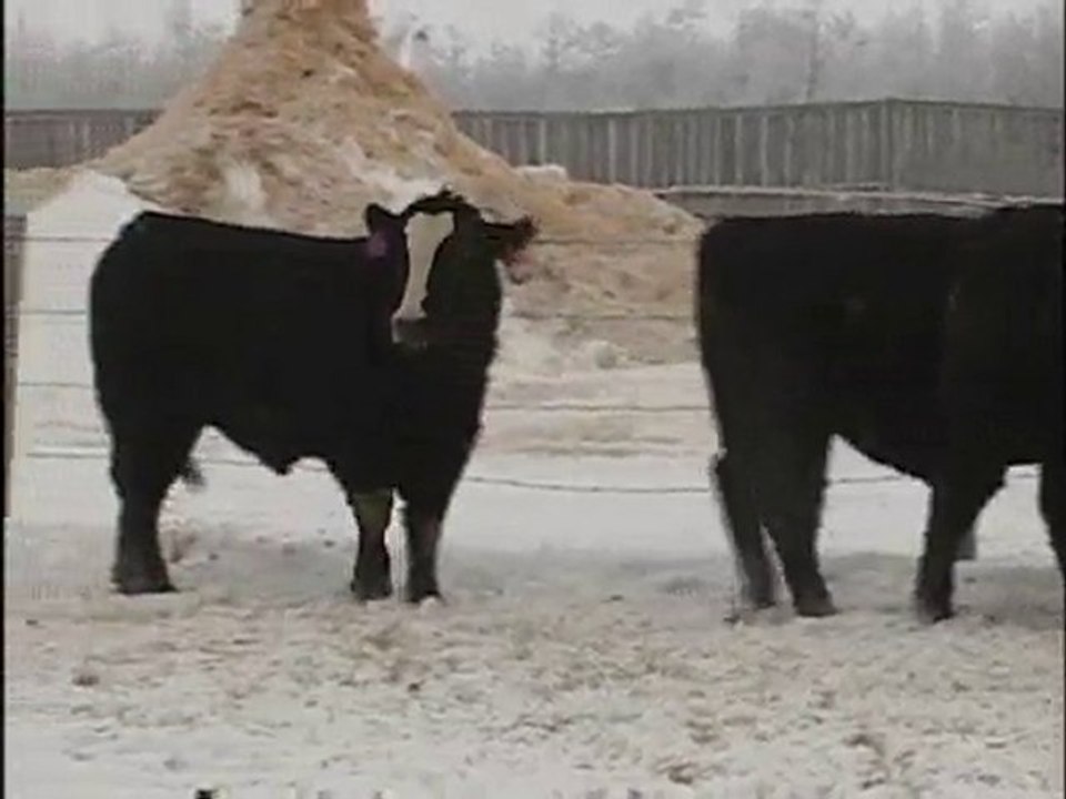 2011 - Black Super Baldies - M.C. Quantock Canada's ...