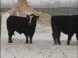 2011 - Black Super Baldies - M.C. Quantock Canada's ...