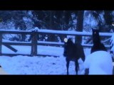 élevage Acamel PRE Andenne Belgique - poulains neige