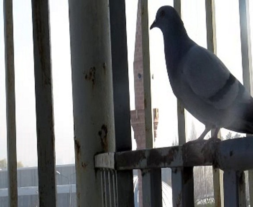 Ankara Öğle Ezanı - Ebubekir Şavran  2010