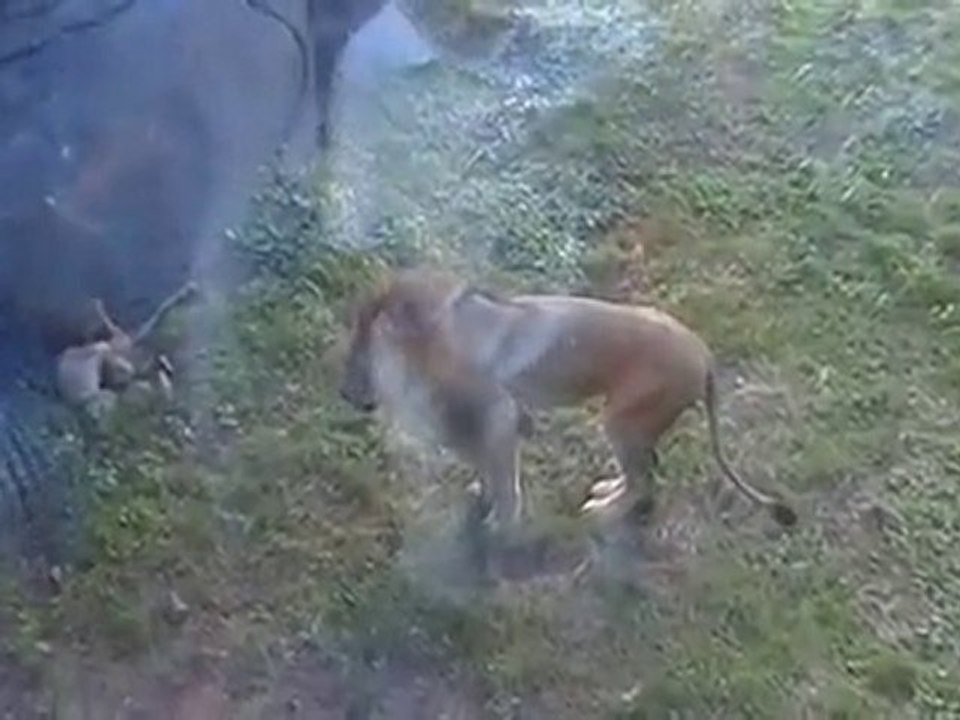 lion mangeur d enfants