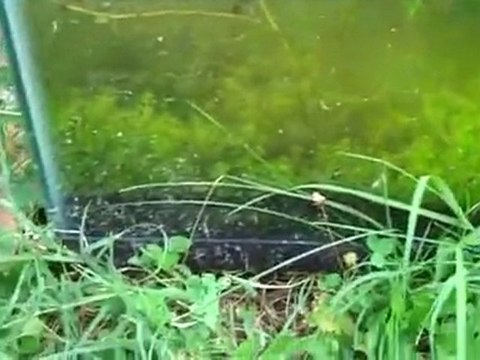 Fishtanks outside, jungle val, NEW TANK 55 gallon tank ...