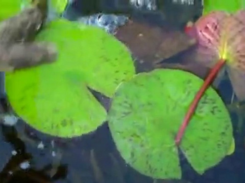 How to feed Sick goldfish. Part one