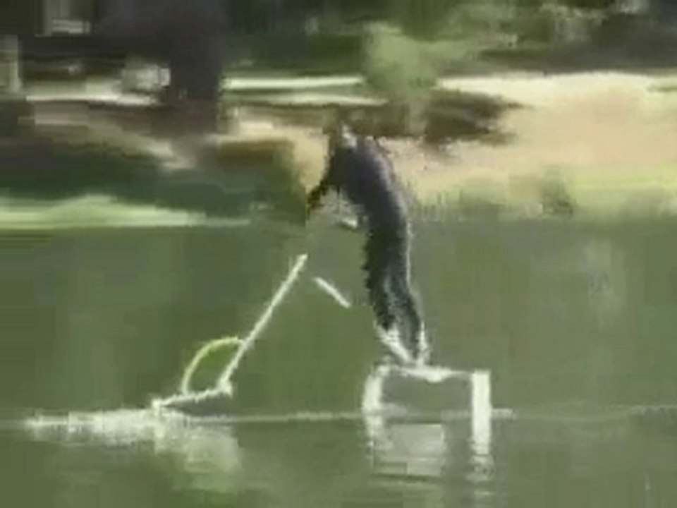 Waterbird