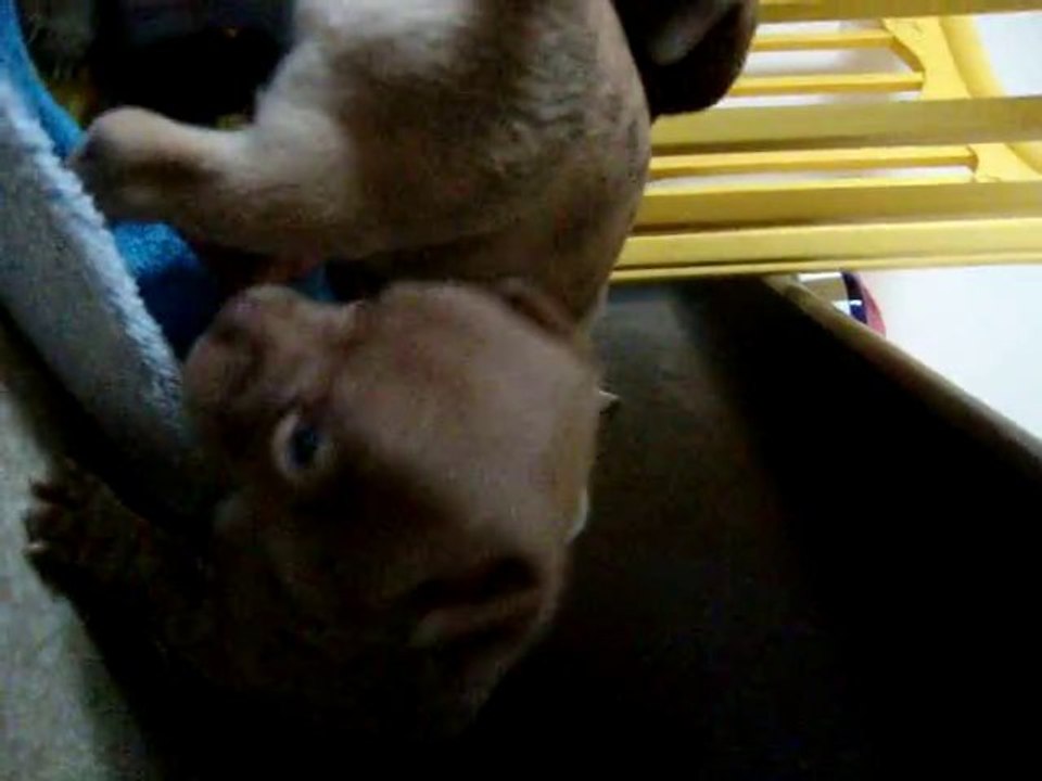 chihuahua chocolat & merle chocolat 4 semaines (vidéo 3)