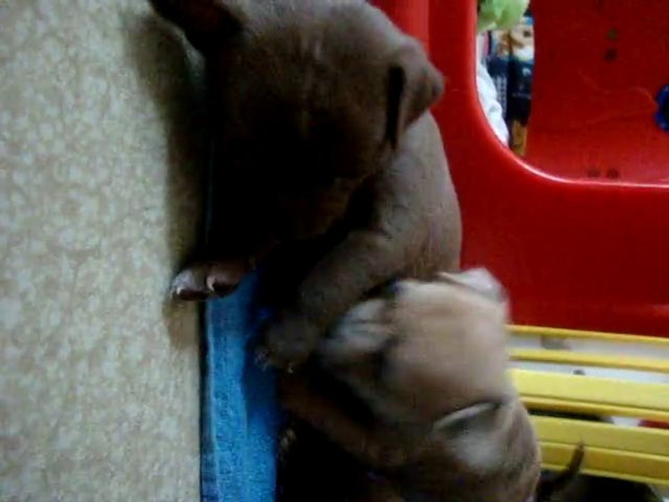chihuahua chocolat & merle chocolat 4 semaines (vidéo 4)