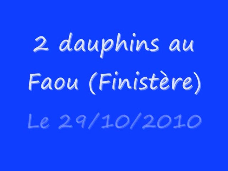 Dauphins dans le Finistère