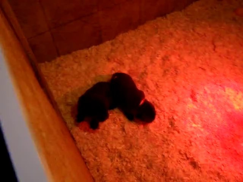 chiots bonny terre neuve marron de VALOYAN