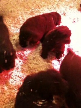 chiots bonny terre neuve marron de VALOYAN