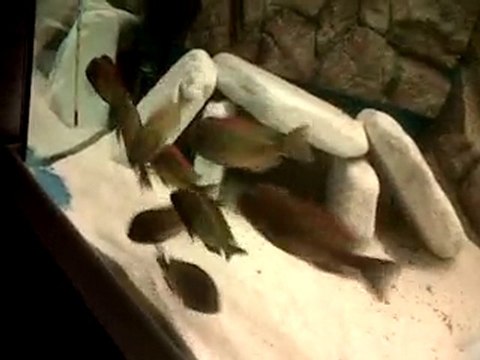 VID 00017-20101229-1804