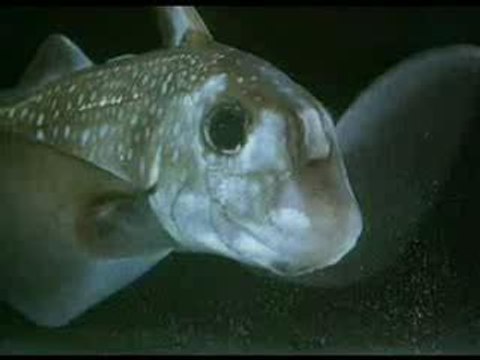 animaux qui parle 01