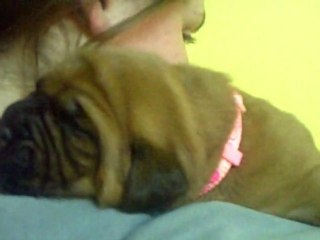 BBS de L'Exigence  15 jours fifille ( Crack  x Sevilla )