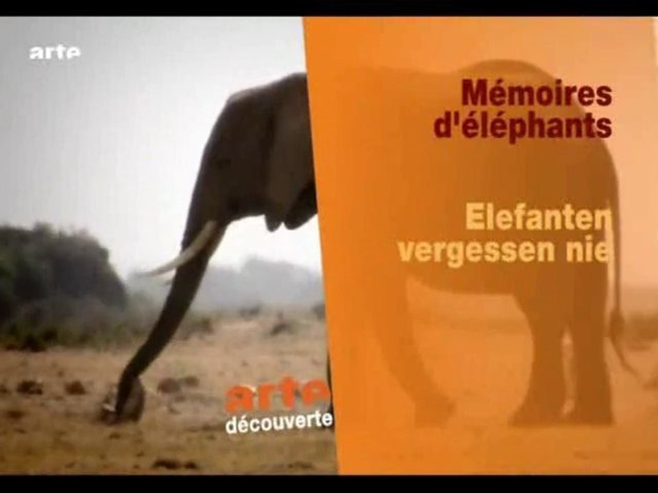 memoires d'elephants (1)