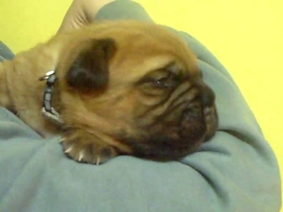 BBS de L'Exigence  15 jours mini crack ( Crack x Sévilla )