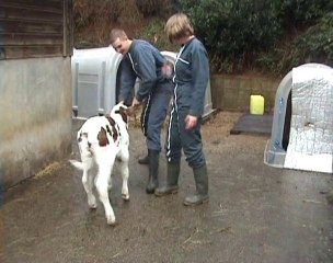 Bétisier du groupe des femmes en agriculture