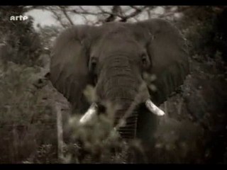 memoires d'elephants (2)