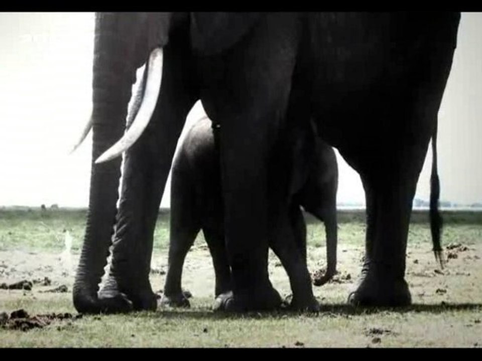 memoires d'elephants (3 et fin)