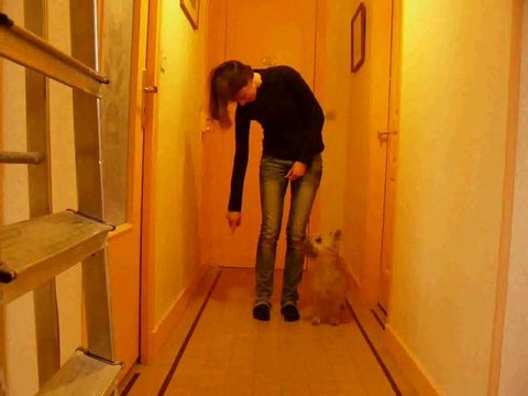 Dolbie cairn terrier clicker