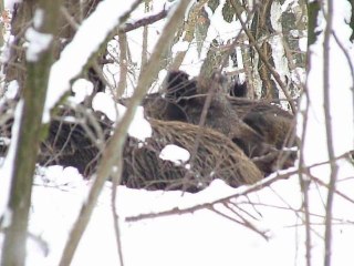 Sanglier dans leur bauge par temps de neige en moselle