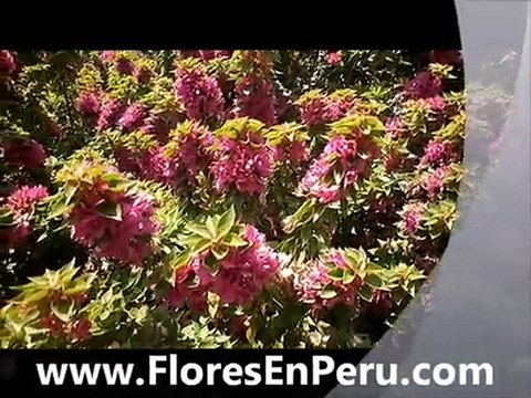 flores+en+peru flores+peru - FloresEnPeru.com-3-peru