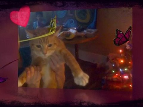 kats i am a kitty kats