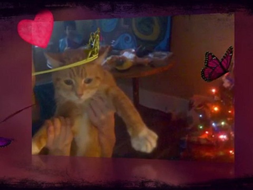 kats i am a kitty kats