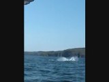 Newfoundland Trinity Eco-tours and Breaching Orcas