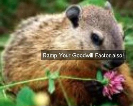 Pet Care Animal Health Care, Vets & Pets Online