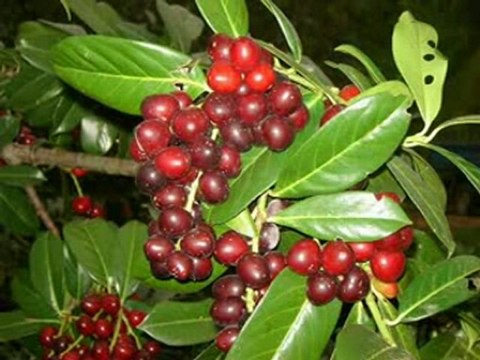 Ey Muhammed (sav) Can Ahmed - İlahi [ tatvanhaber.org]