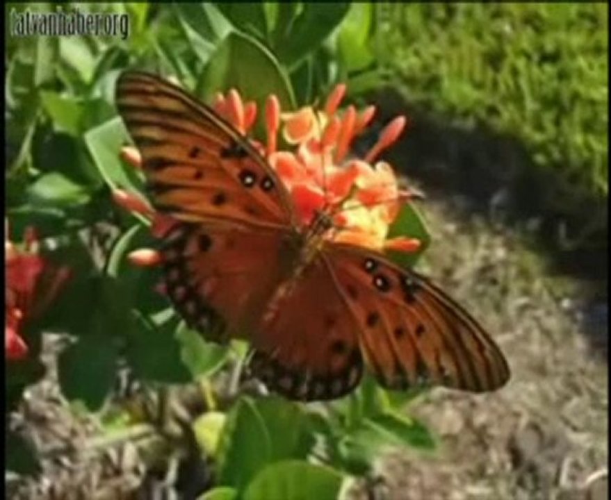 Hamza Robertson&Sami Yusuf  Your Beuty [www.tatvanhaber.org]