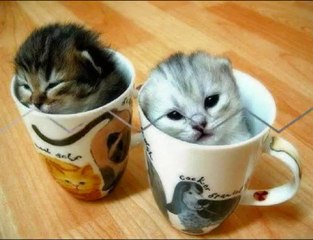 try to watch without smiling 1