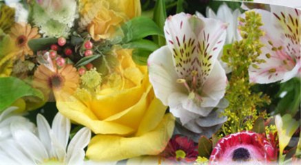 Gilles Sonnet Fleuriste