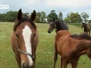 Abandoned Horses on the Emerald Isle | European Journal