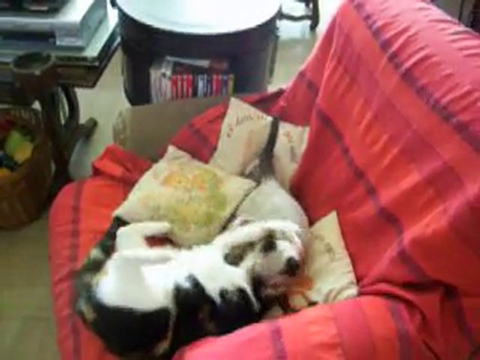 101_1011 Mirabelle et Figaro