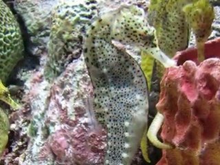 canon powershot sx30 IS digital camera promotion