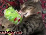 Chat ouvre son cadeau de Noël