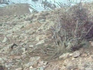 setter bassana ÇULLU