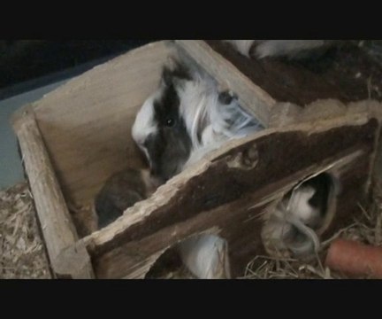 Naissance de cochons d'inde péruviens