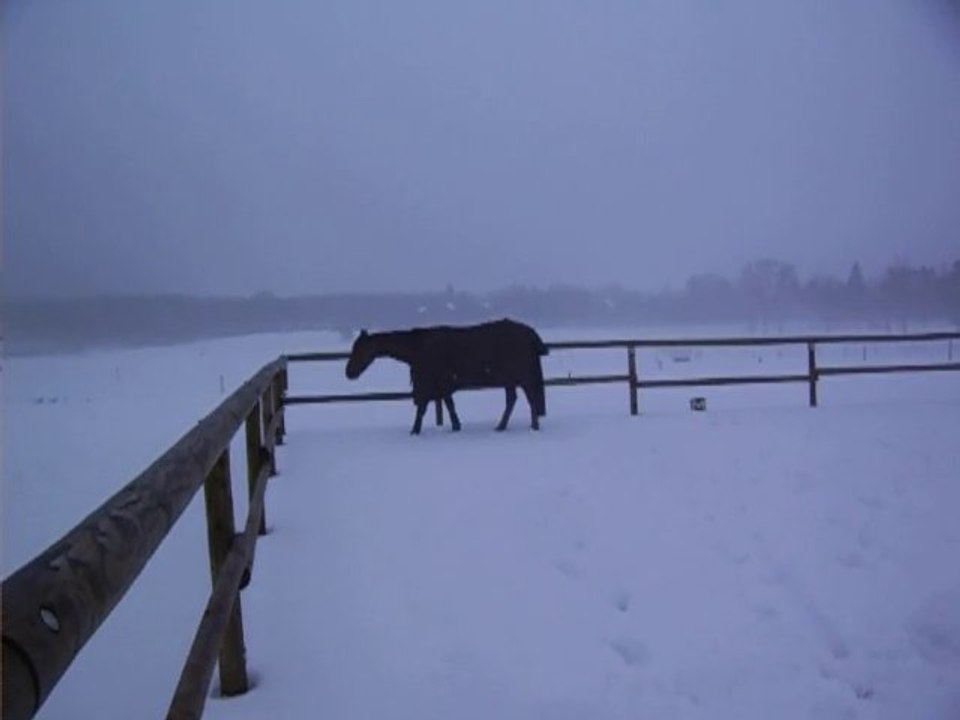 Queton et la neige le 22 décembre 2010