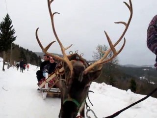 Balade en rennes dans les Vosges (Orbey)