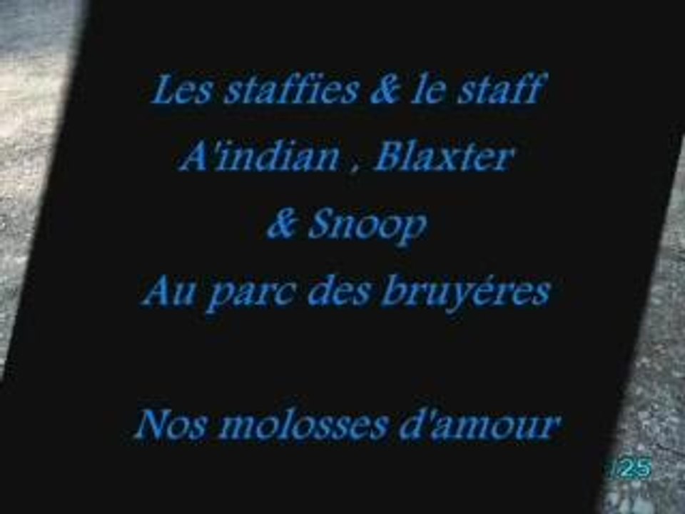 Nos staffies & staff