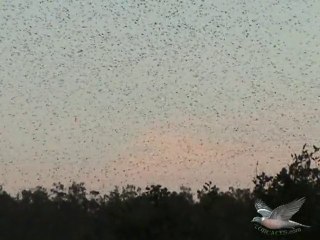 palomas torcaces en invierno