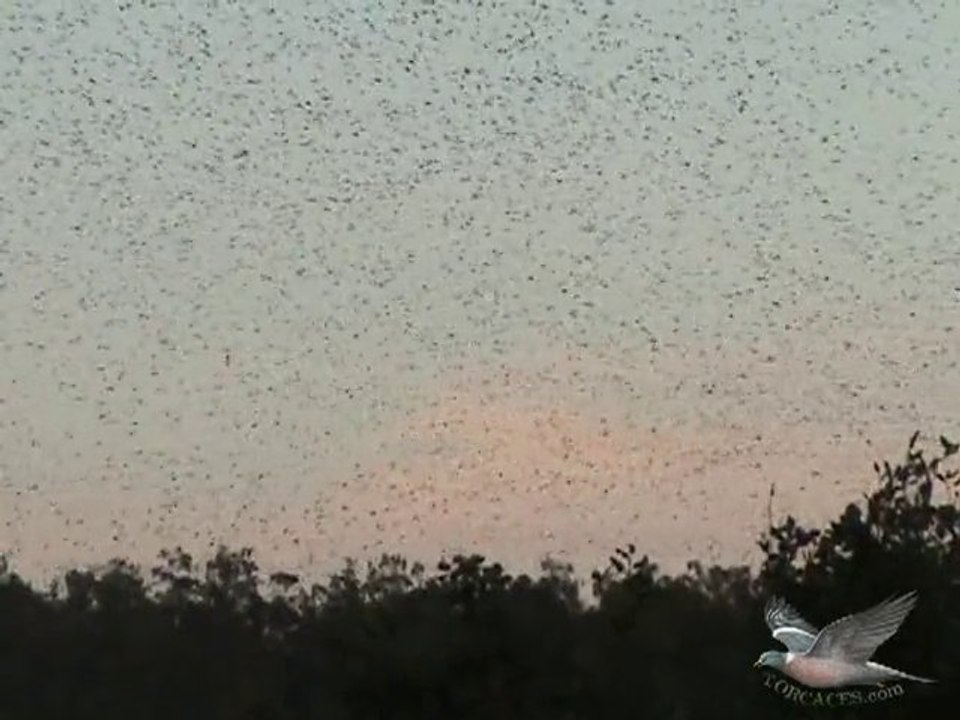 palomas torcaces en invierno