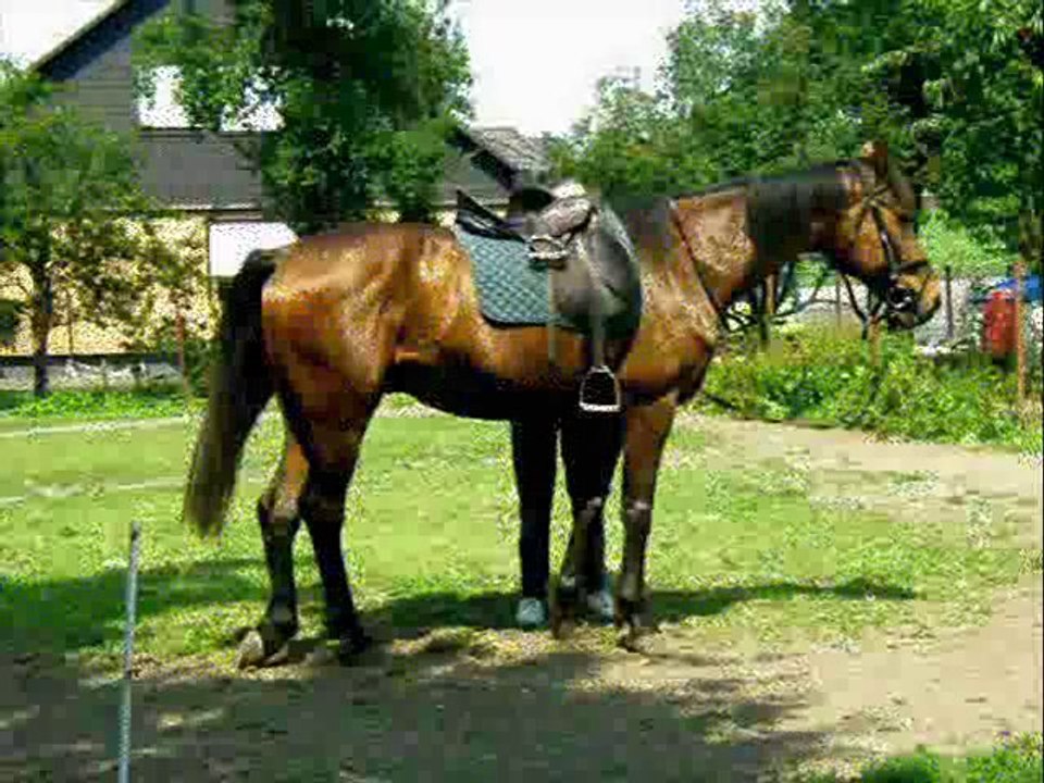 Jawor der 2. Film_0001