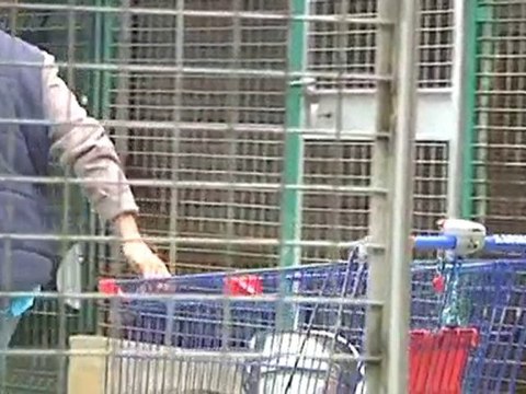 Adoption : Les refuges de la SPA à la peine !