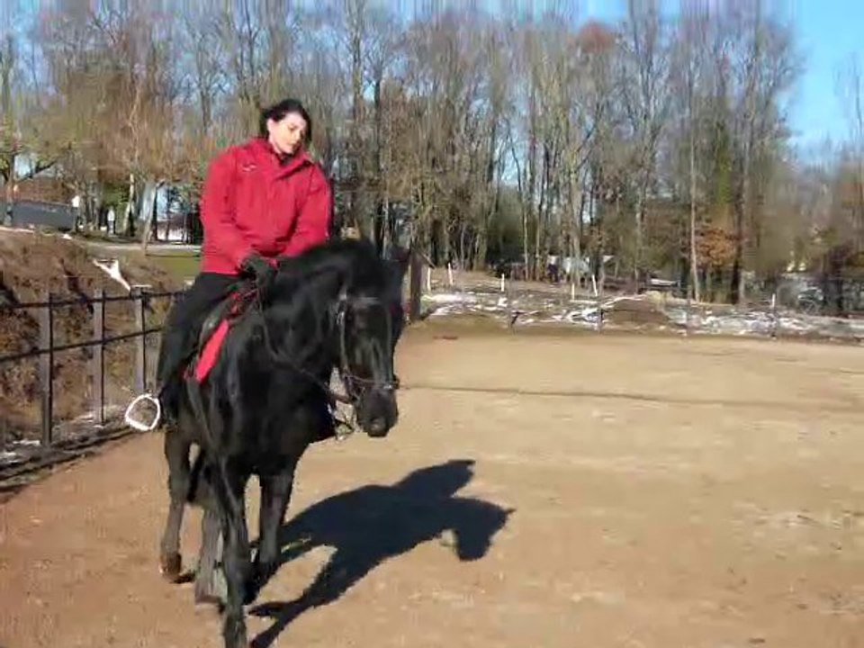 Sipan Pure Race Minorquine 6 ans